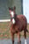 Annuncio cavallo