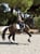 Annuncio cavallo