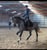 Horse ad