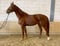 Horse ad