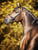 Horse ad