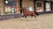 Horse ad