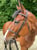 Horse ad