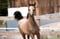 Horse ad