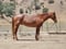 Horse ad