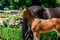 Annuncio cavallo