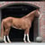 Annuncio cavallo