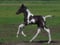 Horse ad