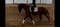 Horse ad