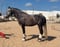 Horse ad