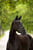 Horse ad