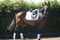 Horse ad