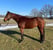 Horse ad