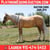 Horse ad