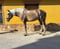 Anuncio de caballos