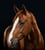 Horse ad