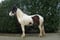 Horse ad