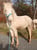 Horse ad