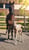 Annuncio cavallo