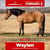 Horse ad