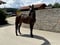 Horse ad