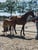Horse ad