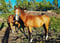 Annonce cheval