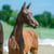 Annuncio cavallo