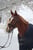 Annuncio cavallo