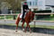 Paardadvertentie