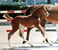 Horse ad