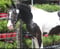 Horse ad