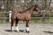 Annuncio cavallo