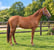 Annuncio cavallo