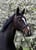 Horse ad