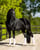 Annuncio cavallo