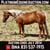 Horse ad