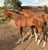 Horse ad