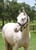 Horse ad