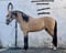 Annuncio cavallo