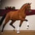 Annuncio cavallo