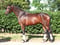 Annuncio cavallo