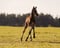 Horse ad