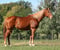 Horse ad