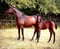 Annonce cheval