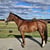 Horse ad