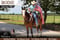 Annuncio cavallo