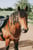 Anuncio de caballos
