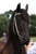 Horse ad