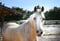 Annuncio cavallo